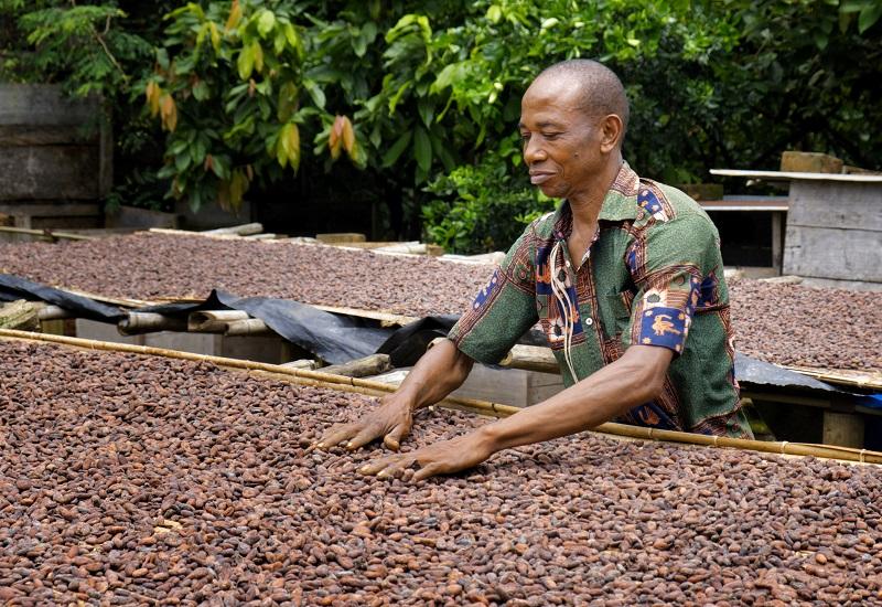 Cocoa drying