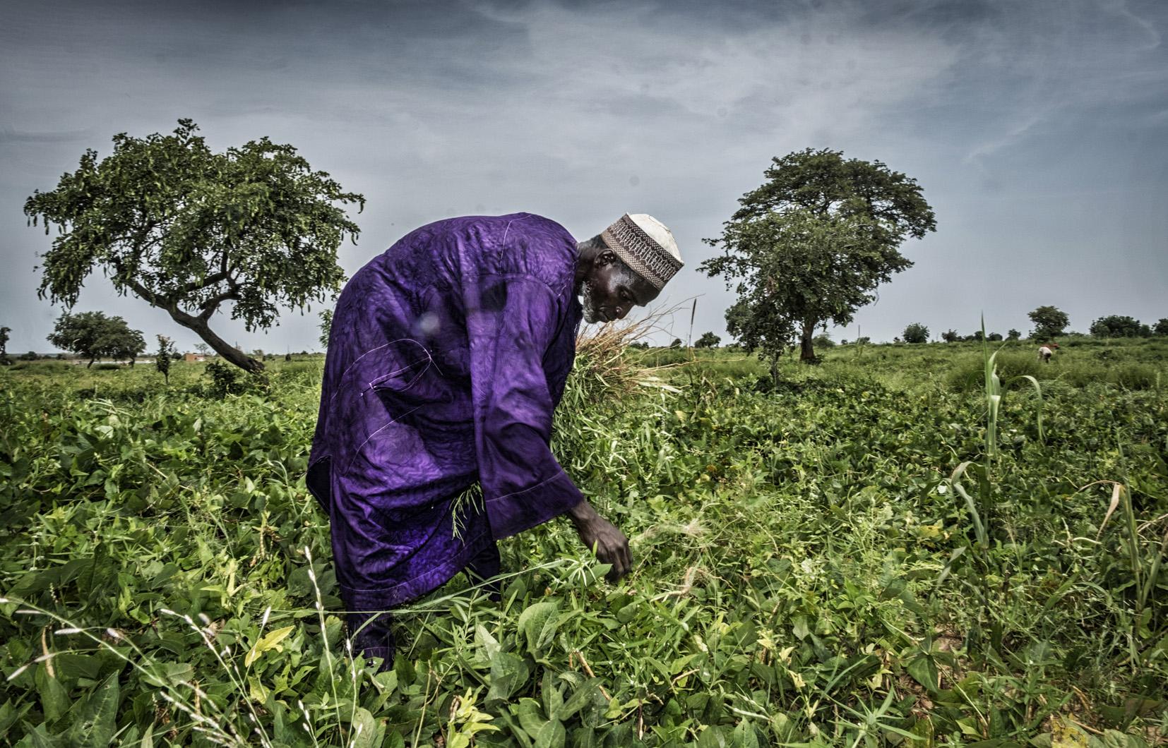 Farmer in field